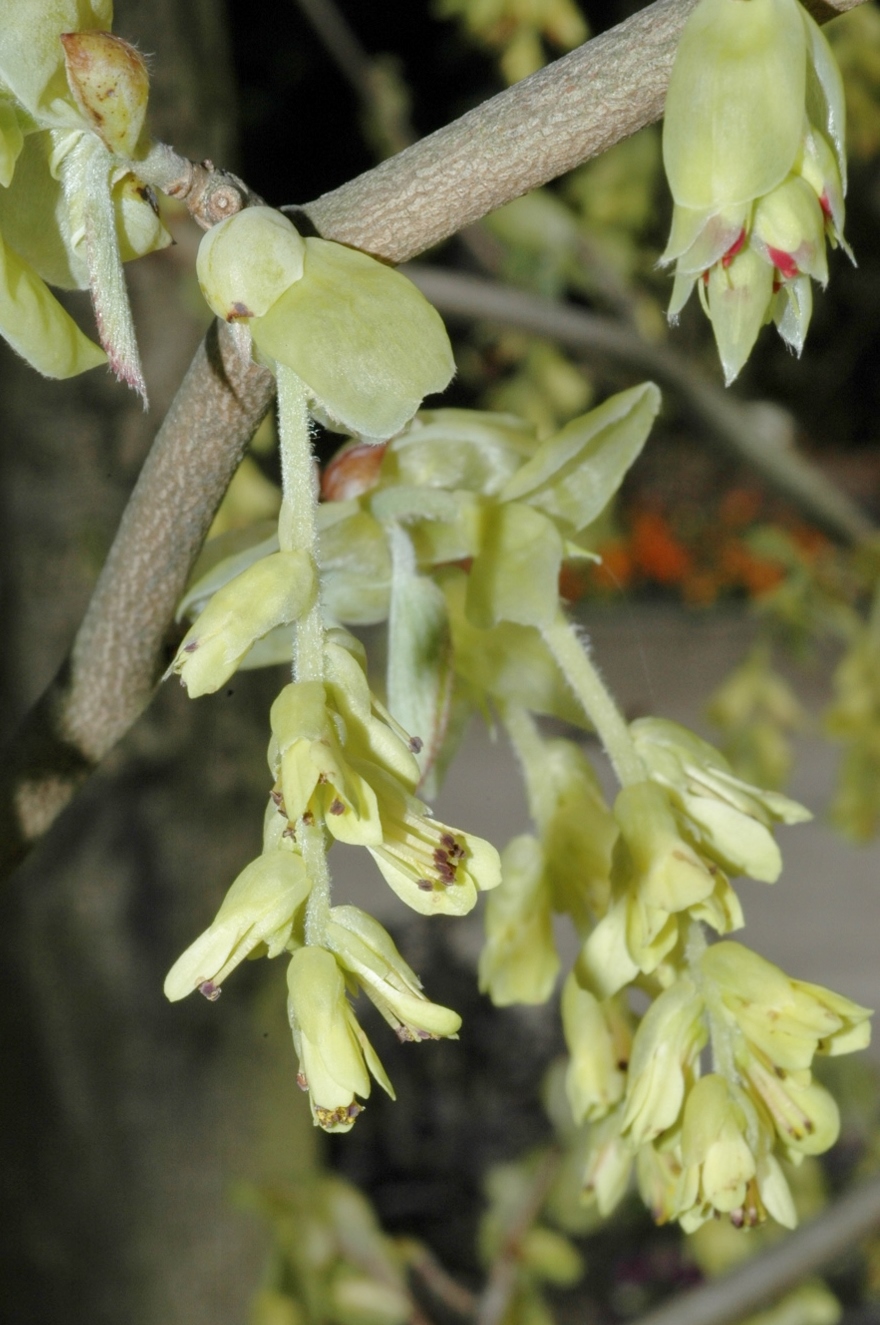 Hamamelidaceae Corylopsis spicata