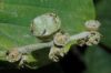 image of Corylopsis spicata