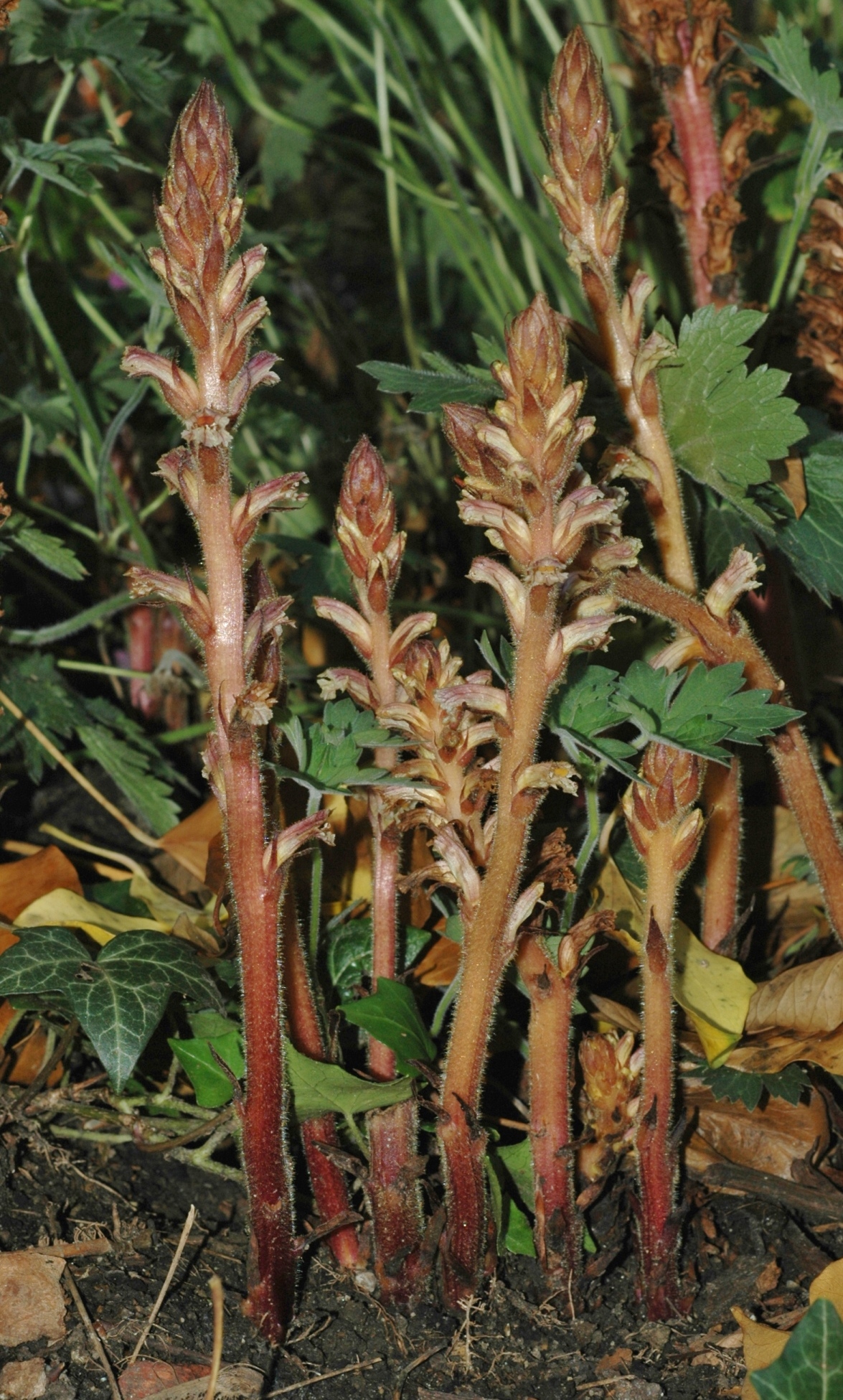 Orobanchaceae Orobanche hederae