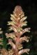 image of Orobanche hederae