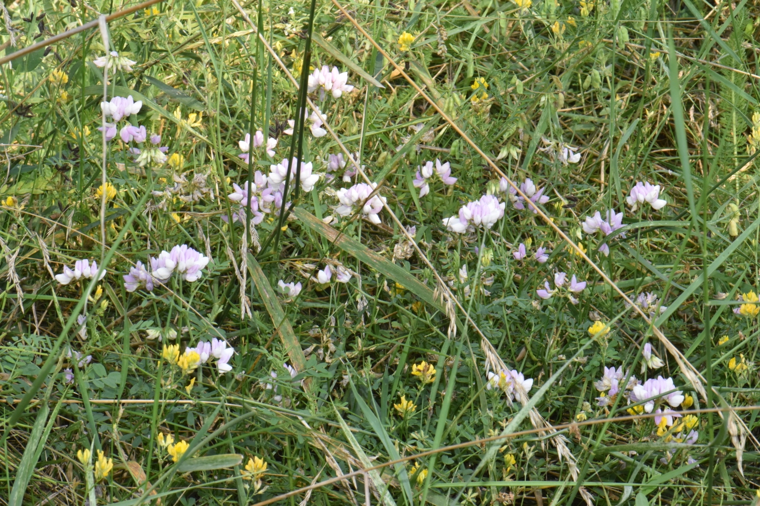 Fabaceae Coronilla 