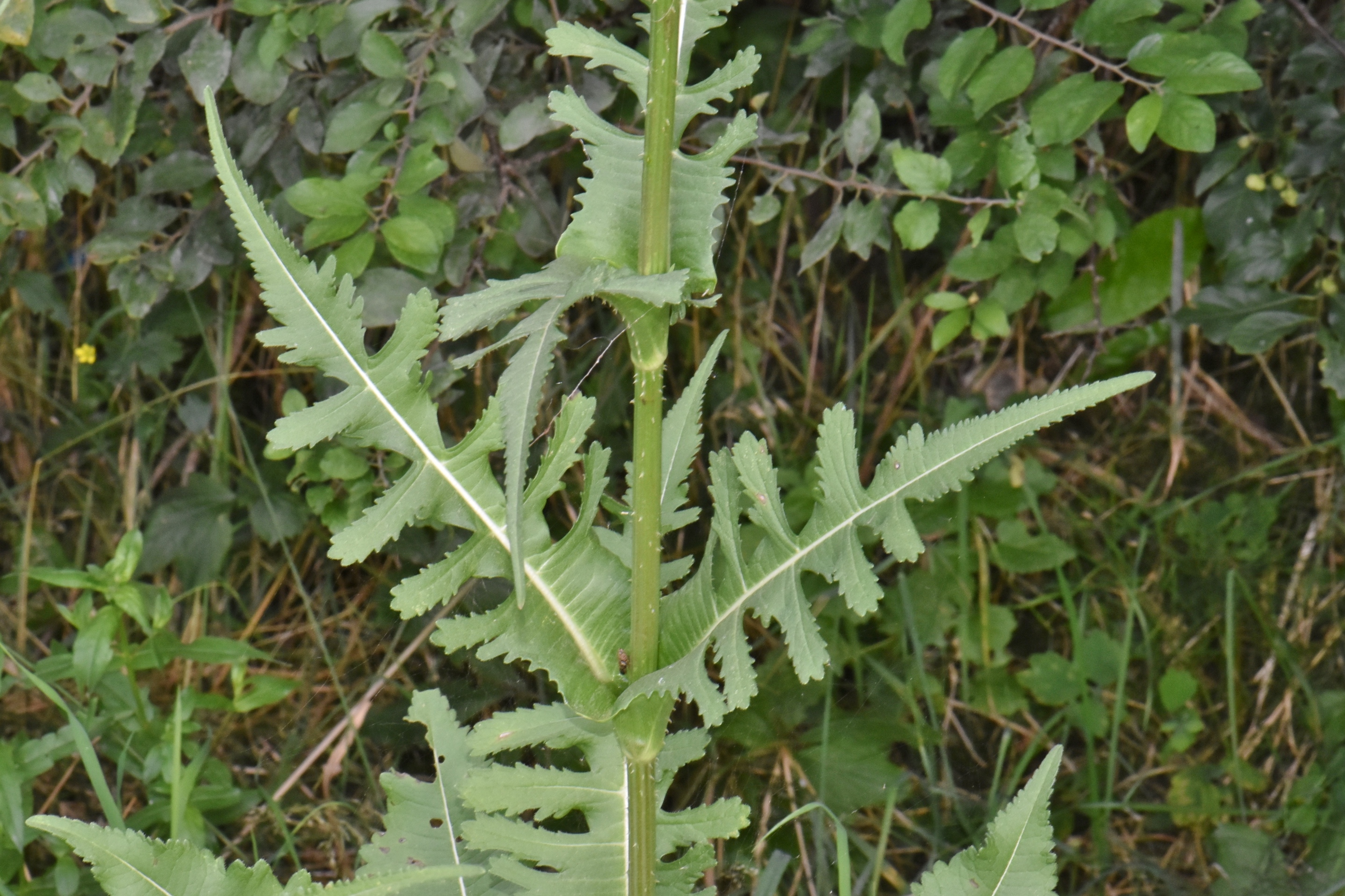 Dipsacaceae Dipsacus laciniatus