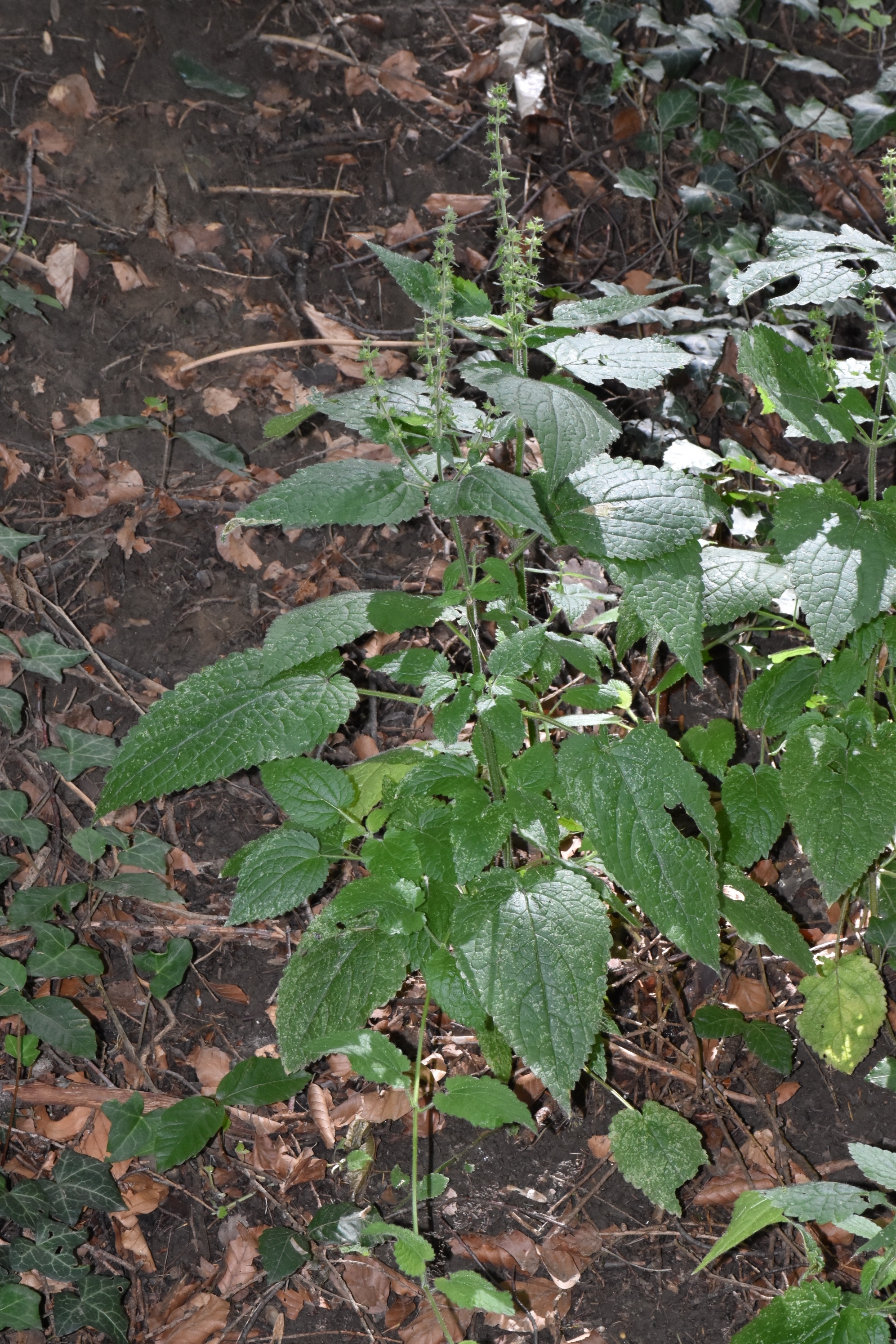Lamiaceae Stachys 