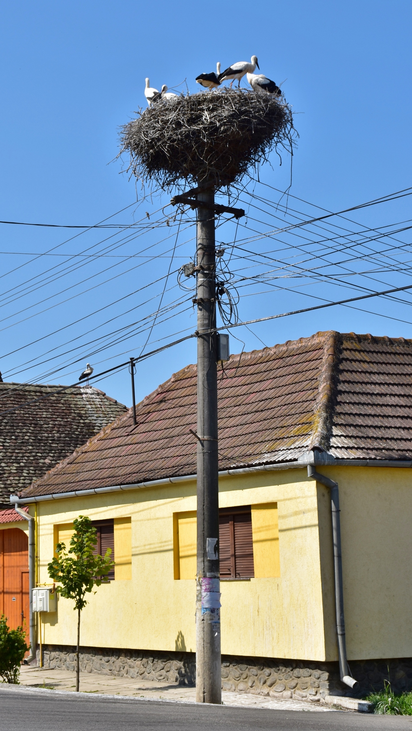 Ciconiidae Ciconia ciconia