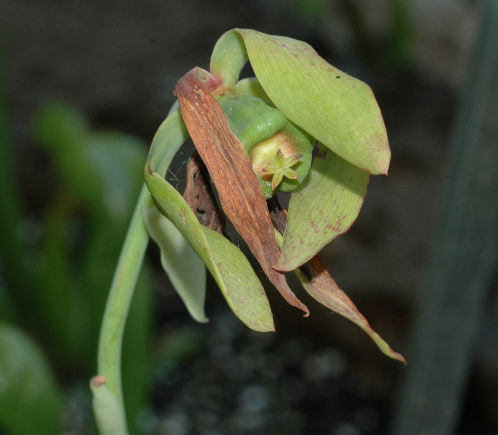 Sarraceniaceae Darlingtonia californica