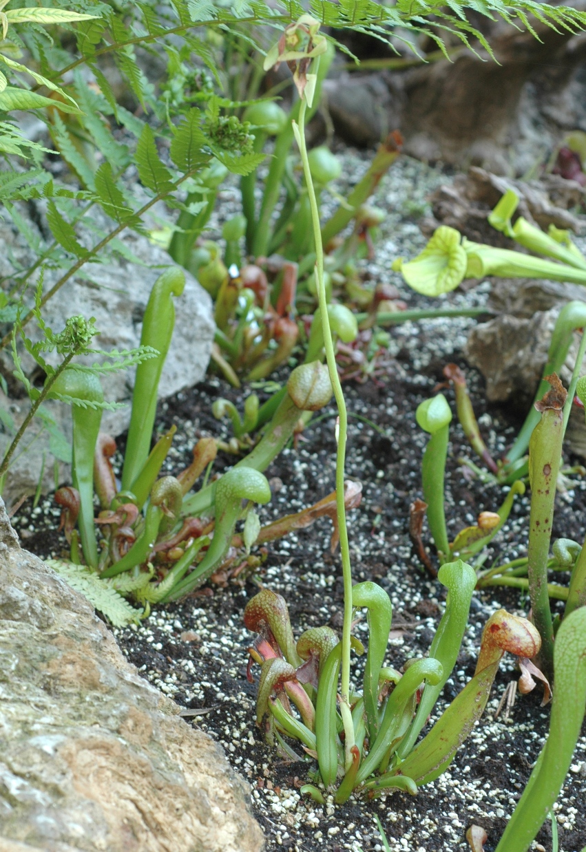 Sarraceniaceae Darlingtonia californica
