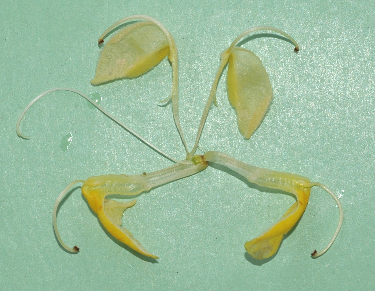 Lamiaceae Phlomis russeliana