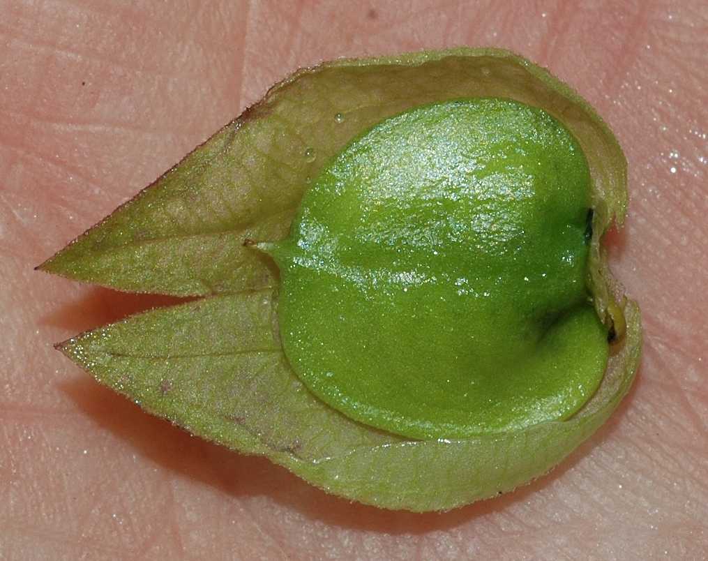 Orobanchaceae Rhinanthus angustifolius