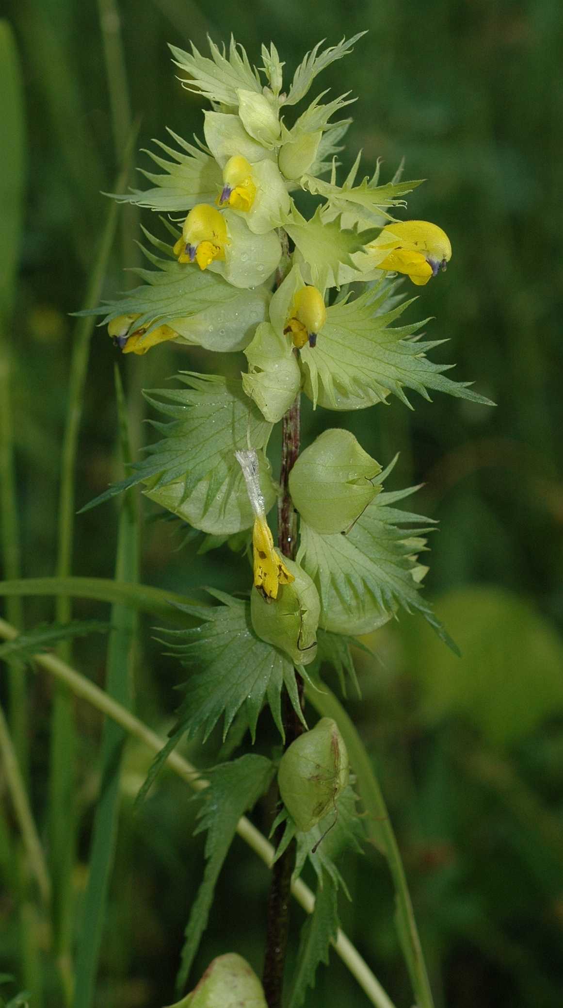 Orobanchaceae Rhinanthus angustifolius