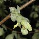 image of Corylopsis pauciflora