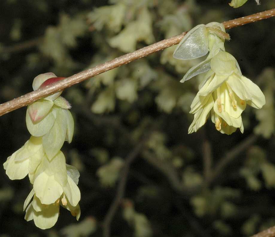 Hamamelidaceae Corylopsis pauciflora