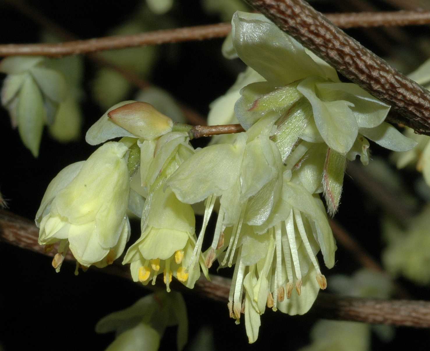 Hamamelidaceae Corylopsis pauciflora