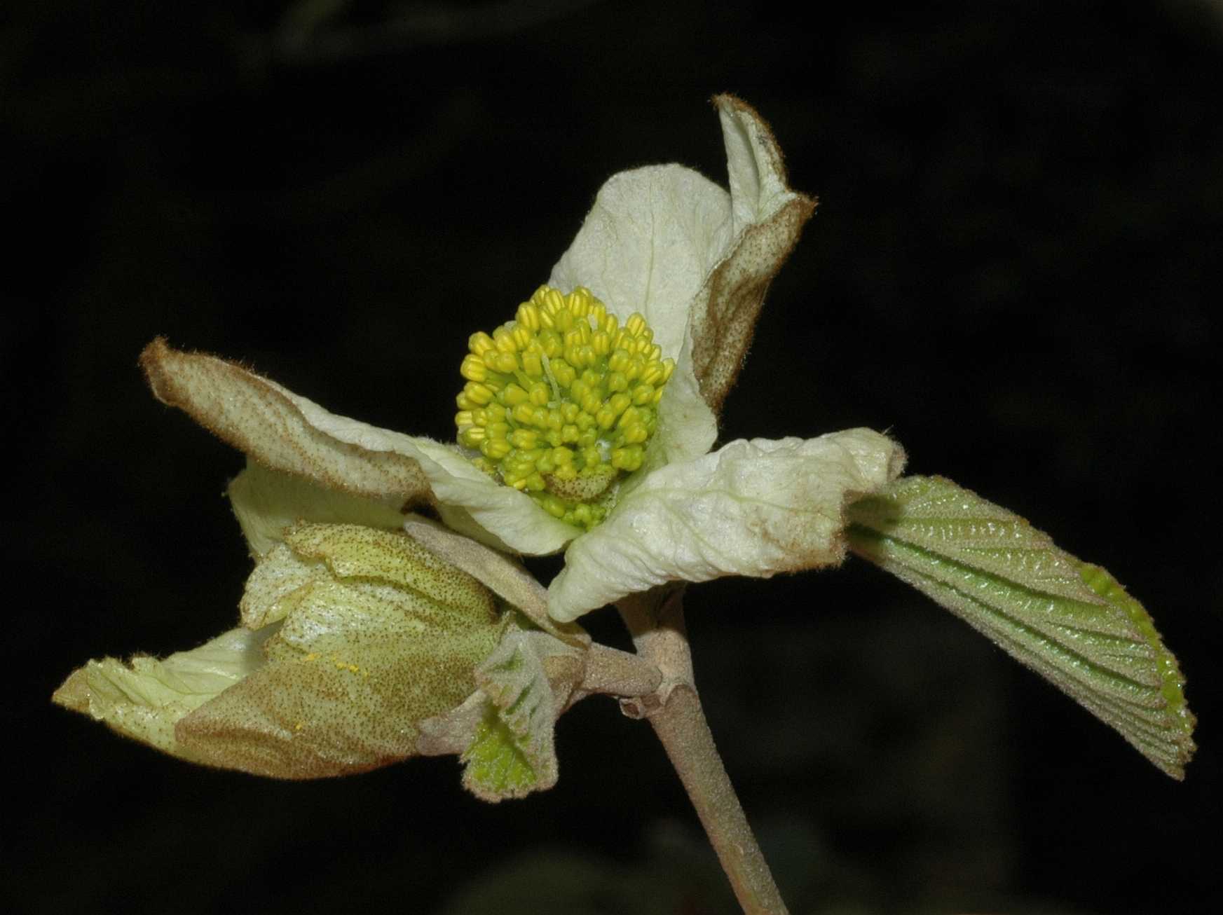 Hamamelidaceae Parrotiopsis jacquemontiana