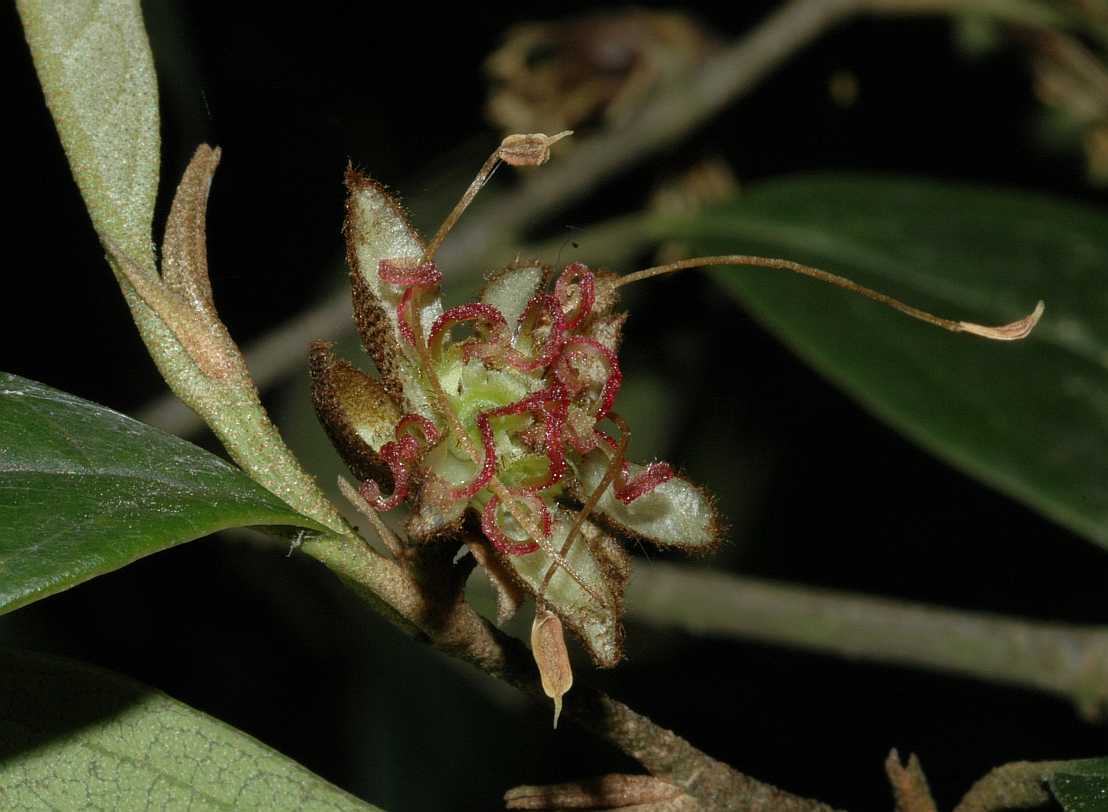 Hamamelidaceae Sycopsis sinensis