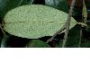 image of Sycopsis sinensis