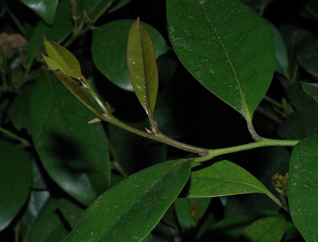 Hamamelidaceae Distylium racemosum