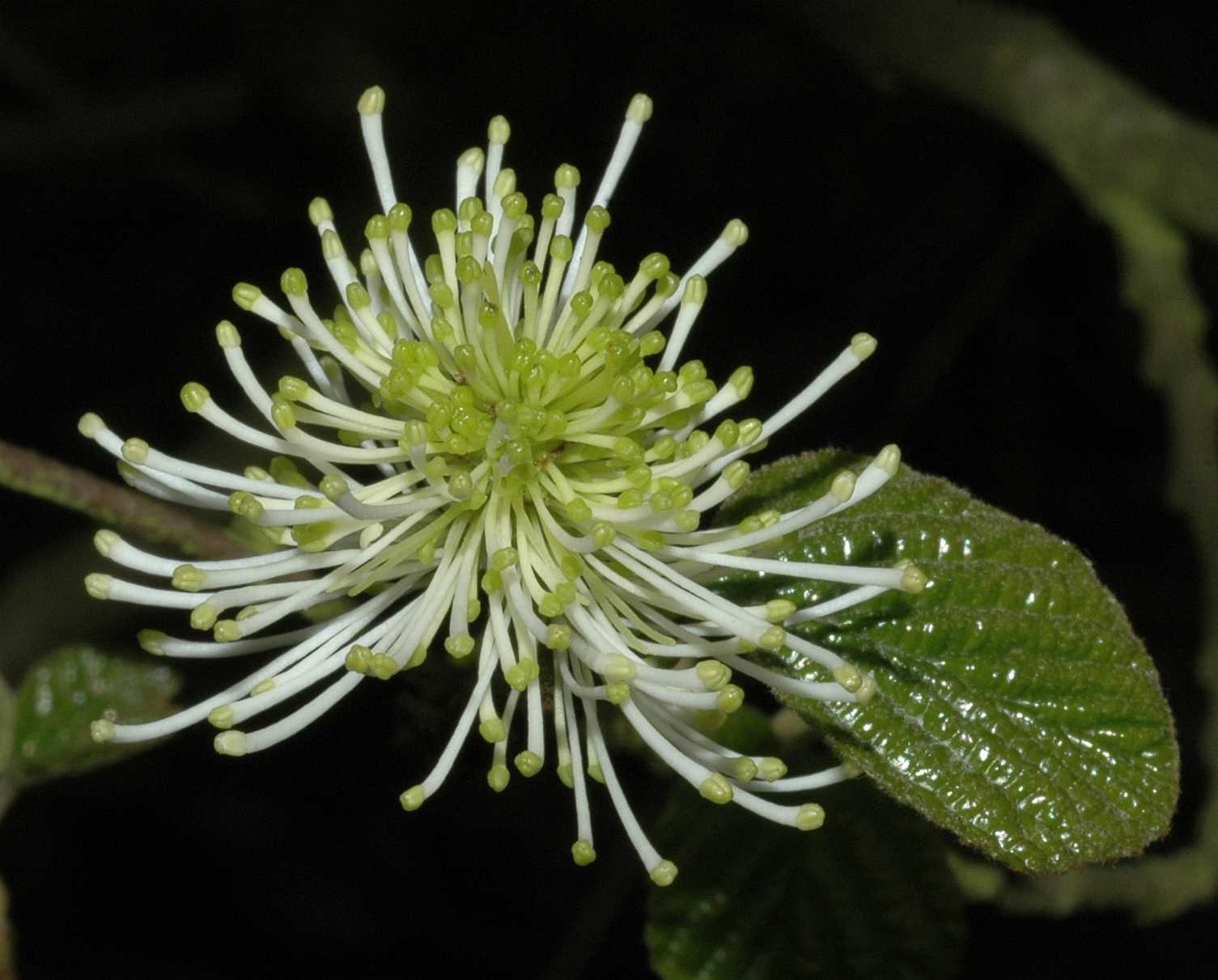 Hamamelidaceae Fothergilla major