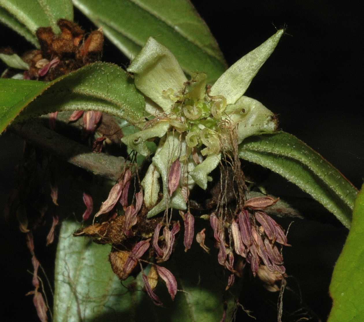 Hamamelidaceae Parrotia persica