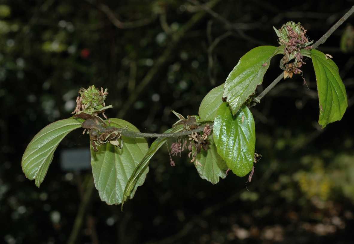 Hamamelidaceae Parrotia persica