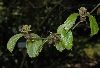 image of Parrotia persica