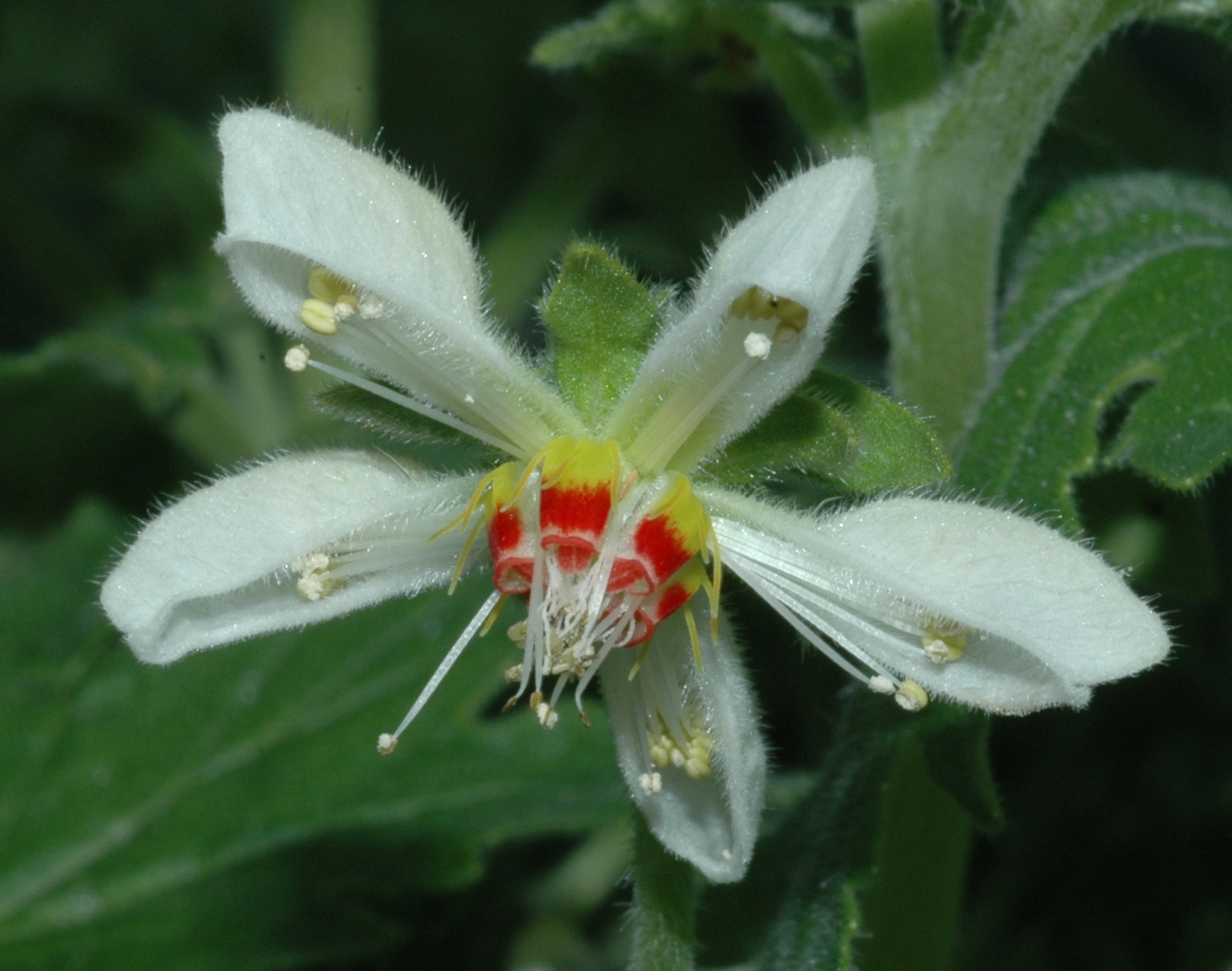Loasaceae Blumenbachia hieronymi