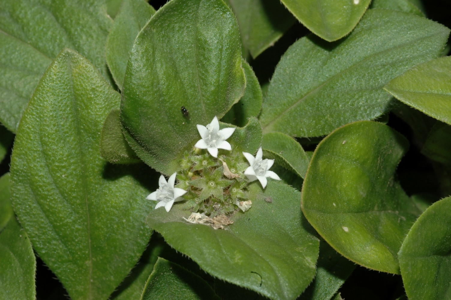 Rubiaceae Richardia scabra