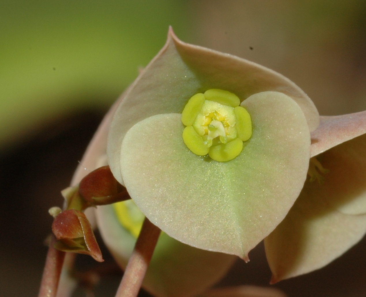 Euphorbiaceae Euphorbia suzannae-marnierae