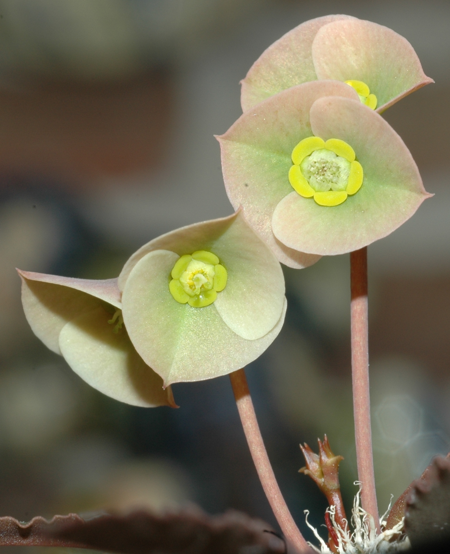 Euphorbiaceae Euphorbia suzannae-marnierae