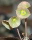 image of Euphorbia suzannae-marnierae