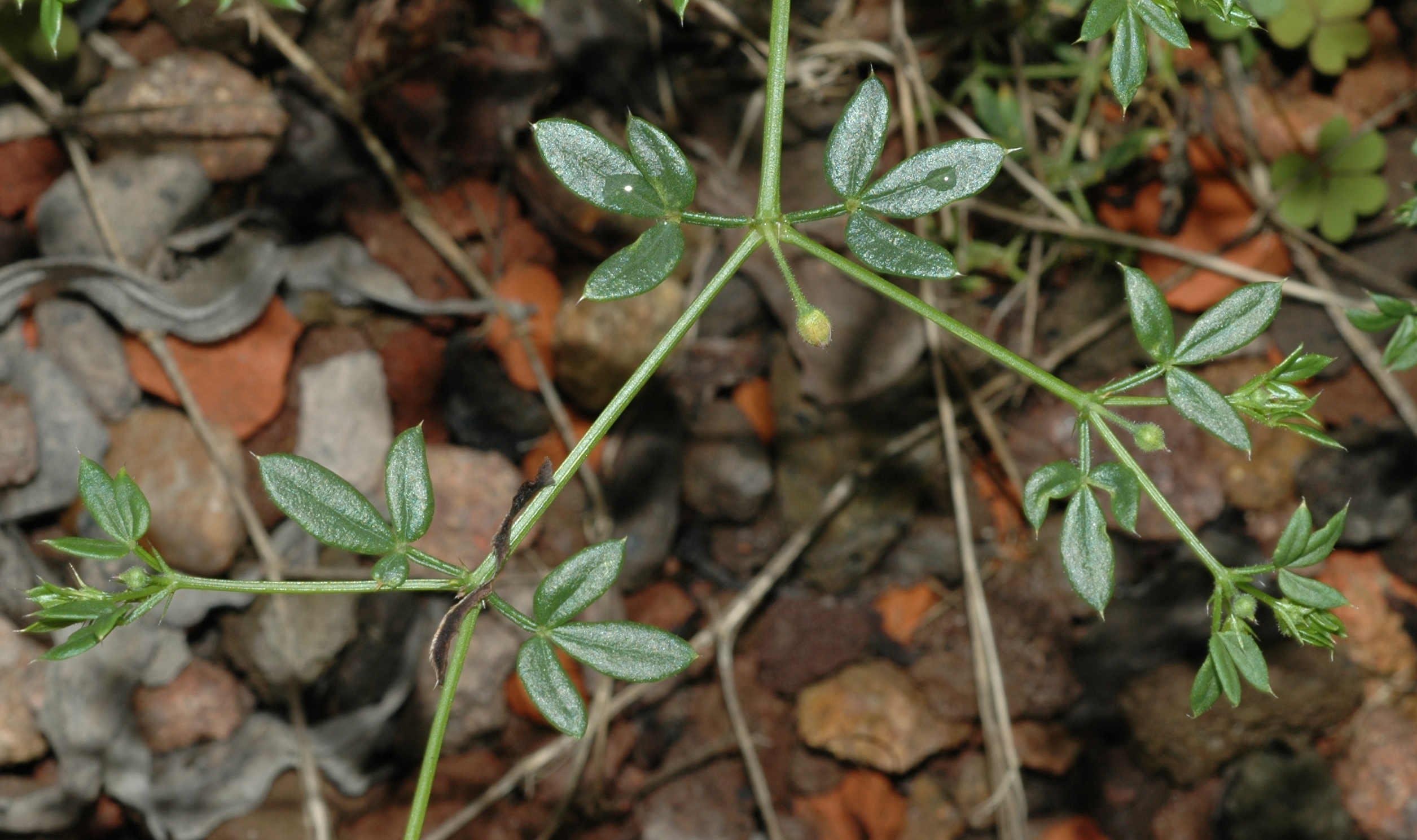Zygophyllaceae Fagonia cretica