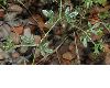 image of Fagonia cretica