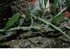 image of Krameria cistoidea