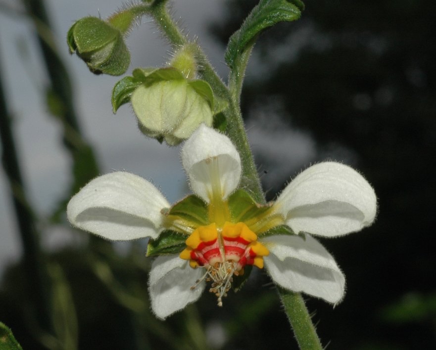 Loasaceae Loasa triphylla