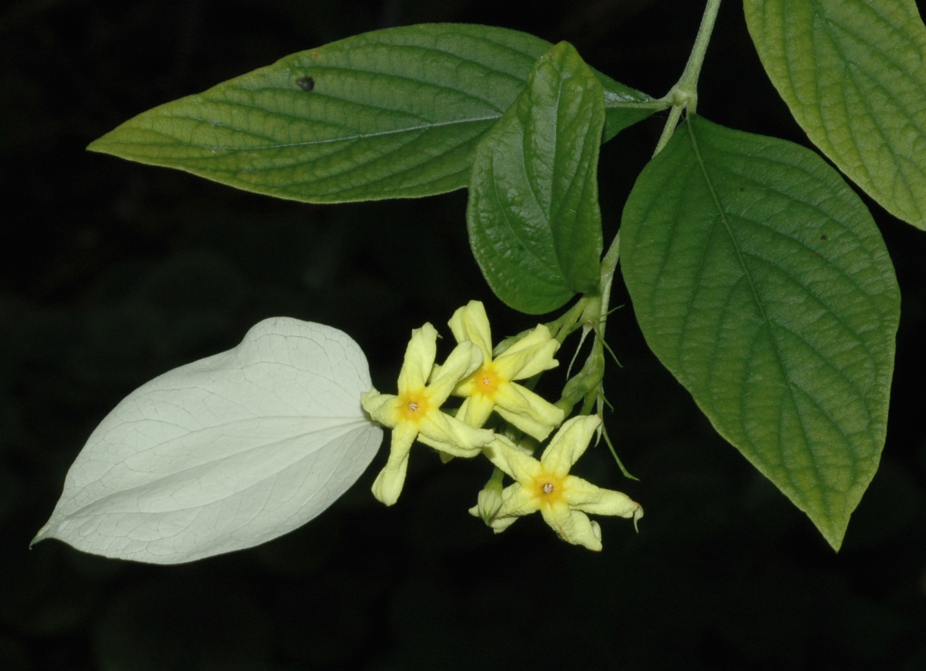 Rubiaceae Pseudomussaenda flava