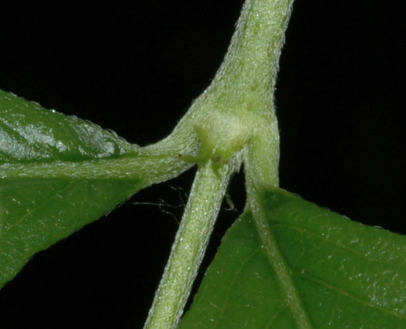 Rubiaceae Pseudomussaenda flava
