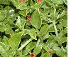 image of Aptenia cordifolia