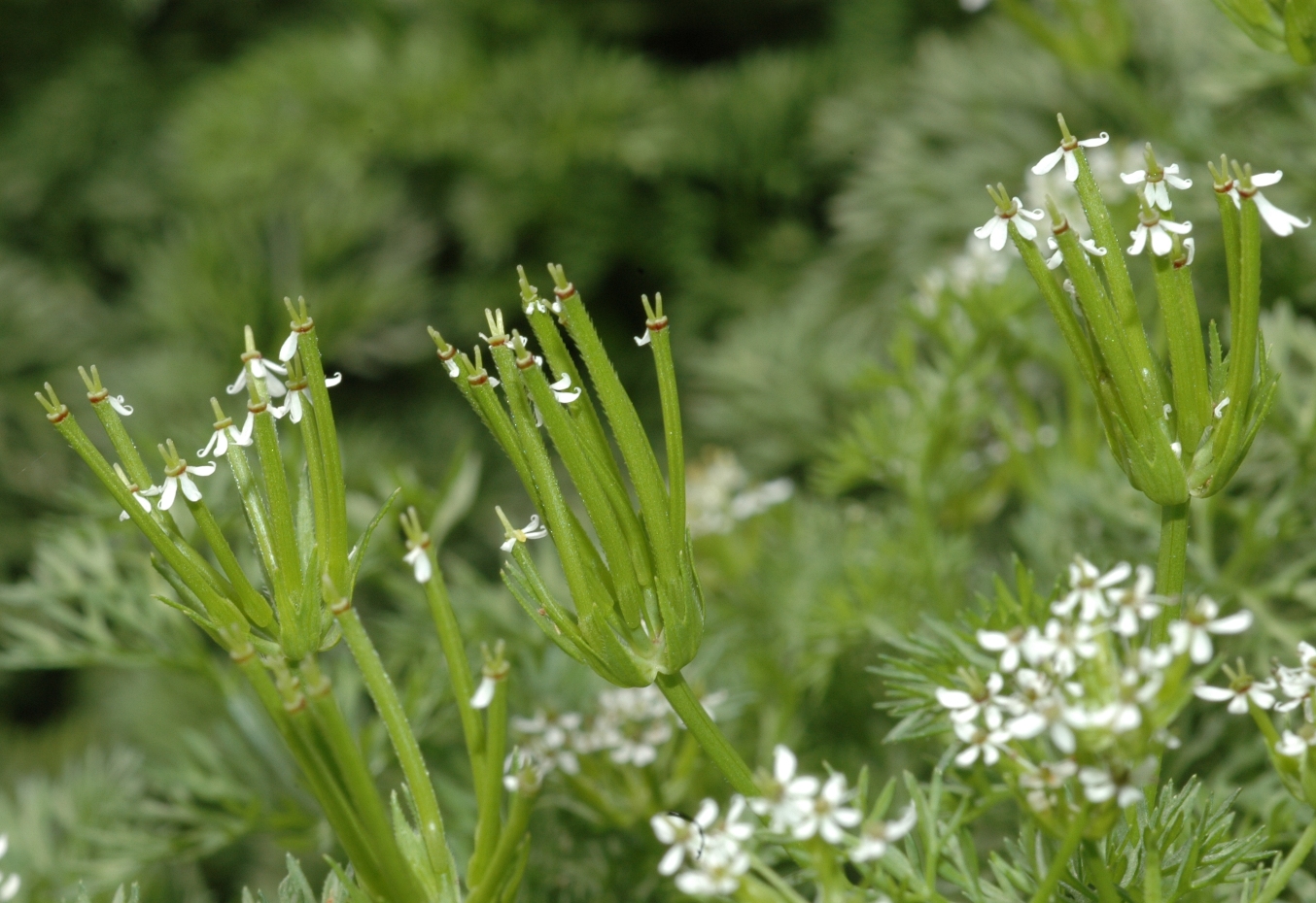Apiaceae Scandix pecten-veneris