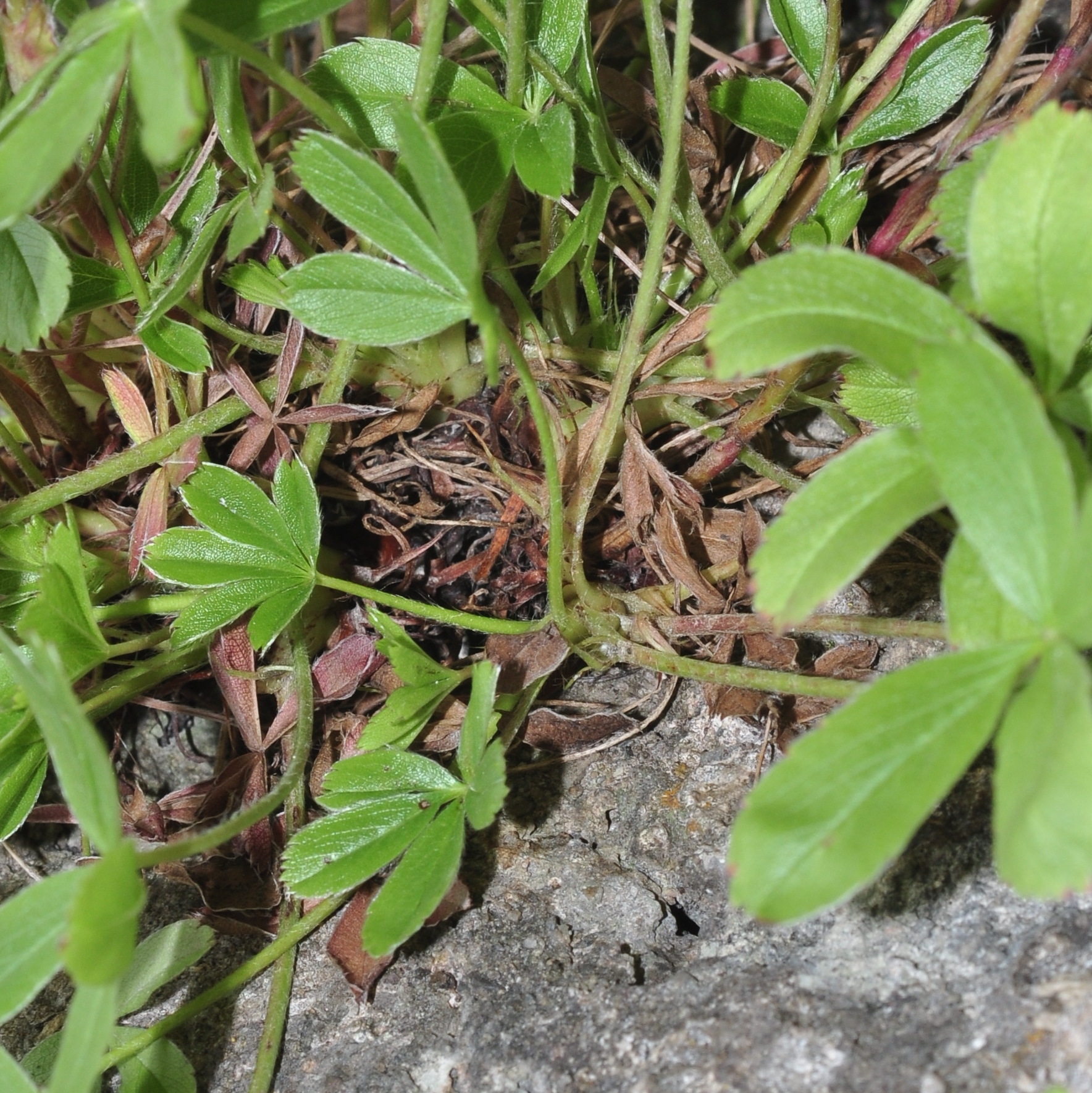 Rosaceae Potentilla caulescens