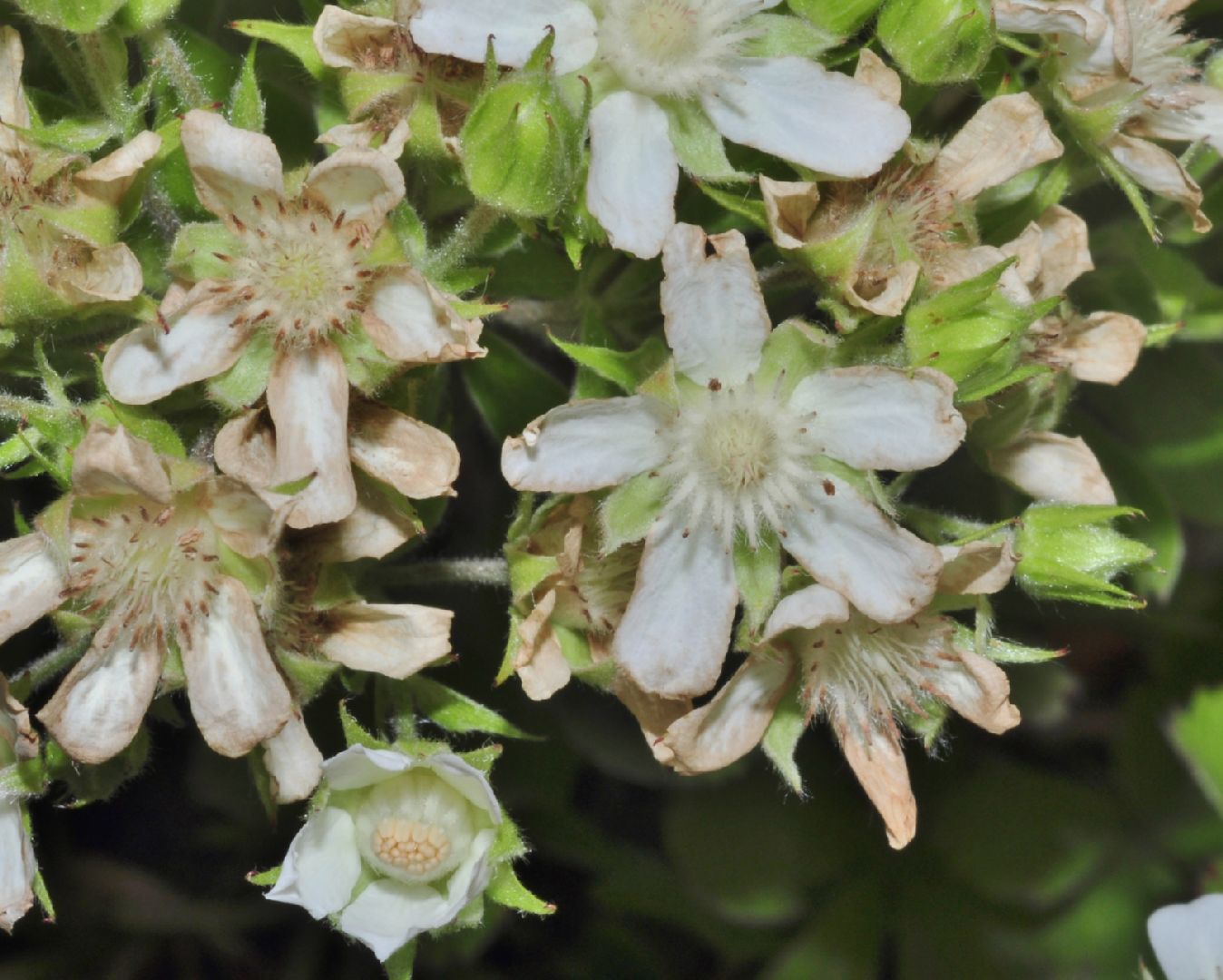 Rosaceae Potentilla caulescens