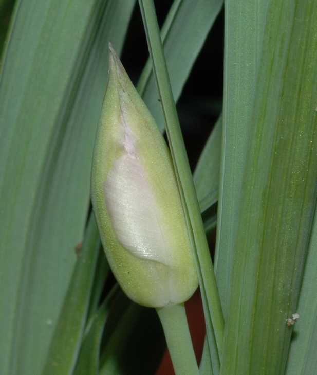 Liliaceae Calochortus 