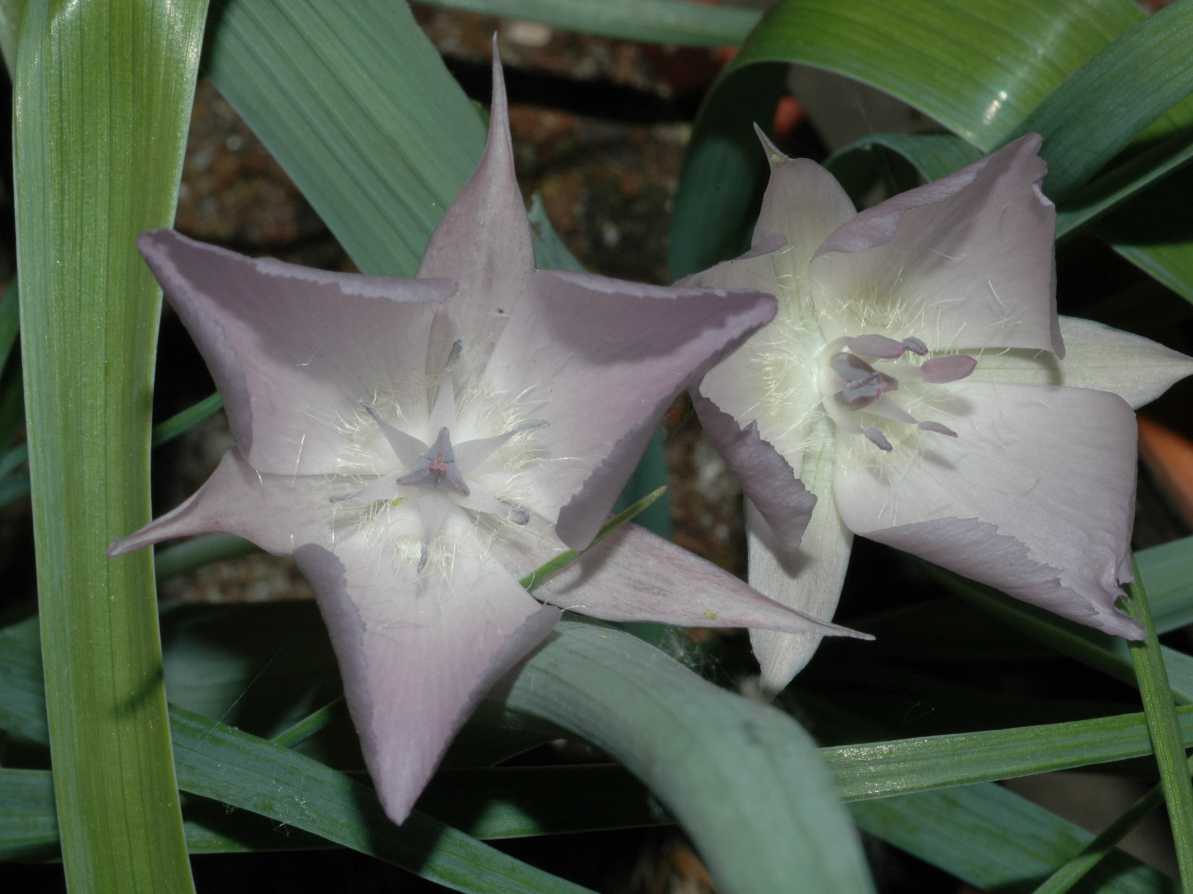 Liliaceae Calochortus 
