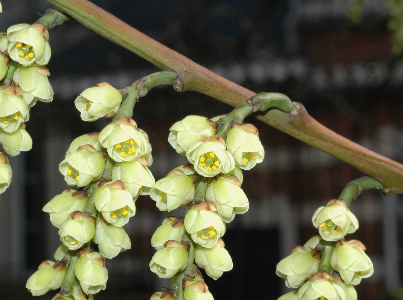 Stachyuraceae Stachyurus praecox