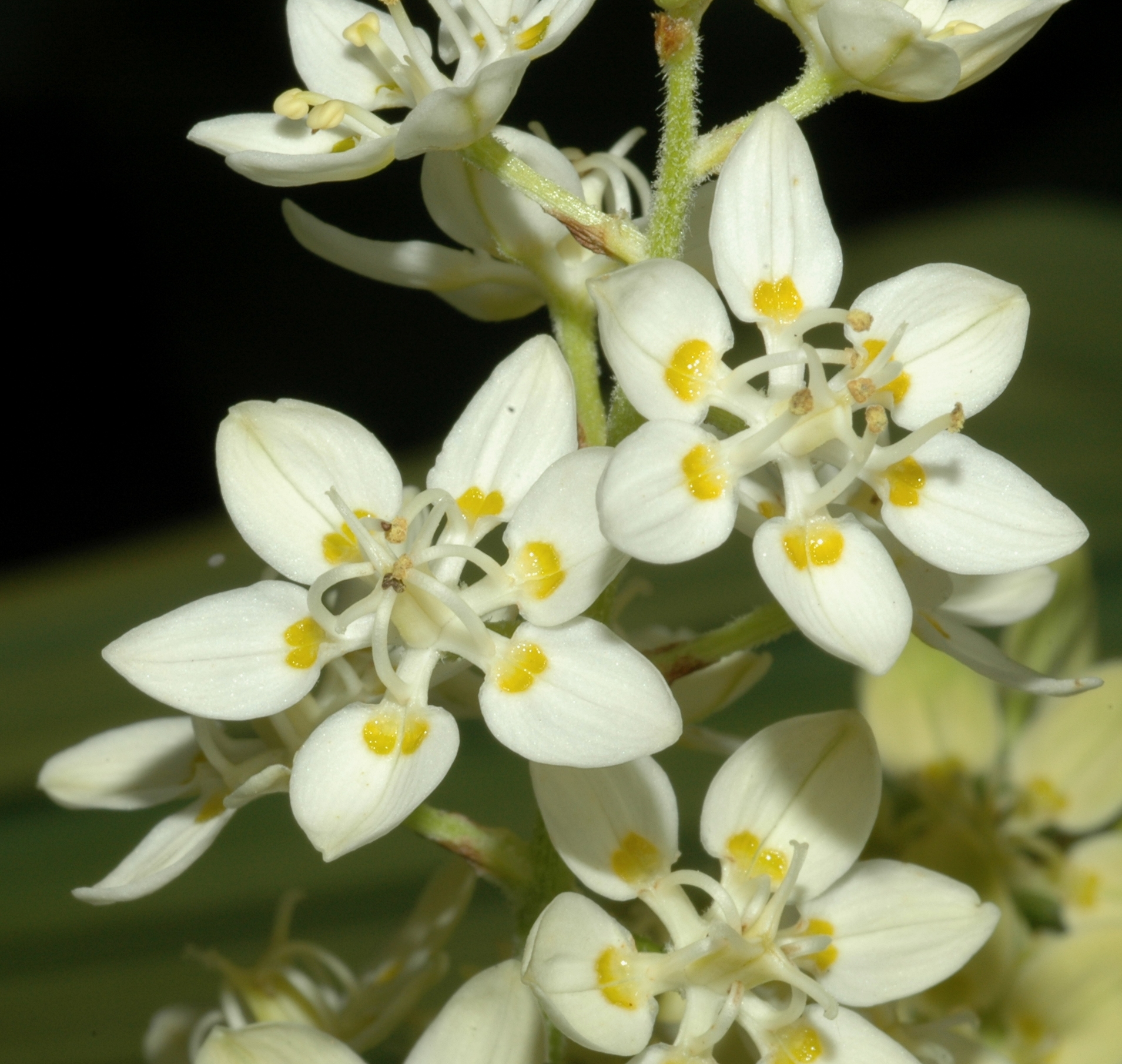 Melanthiaceae Melanthium virginicum