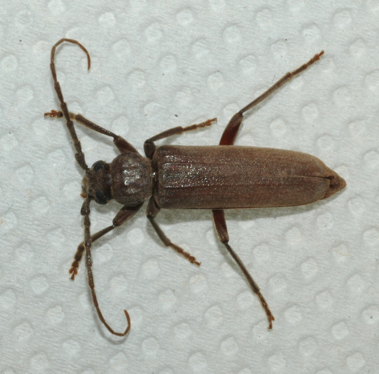 Cerambycidae Arthopalus 