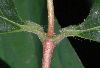 image of Dipelta floribunda