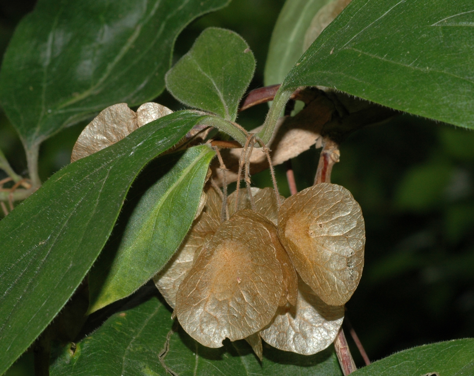 Linnaeaceae Dipelta floribunda