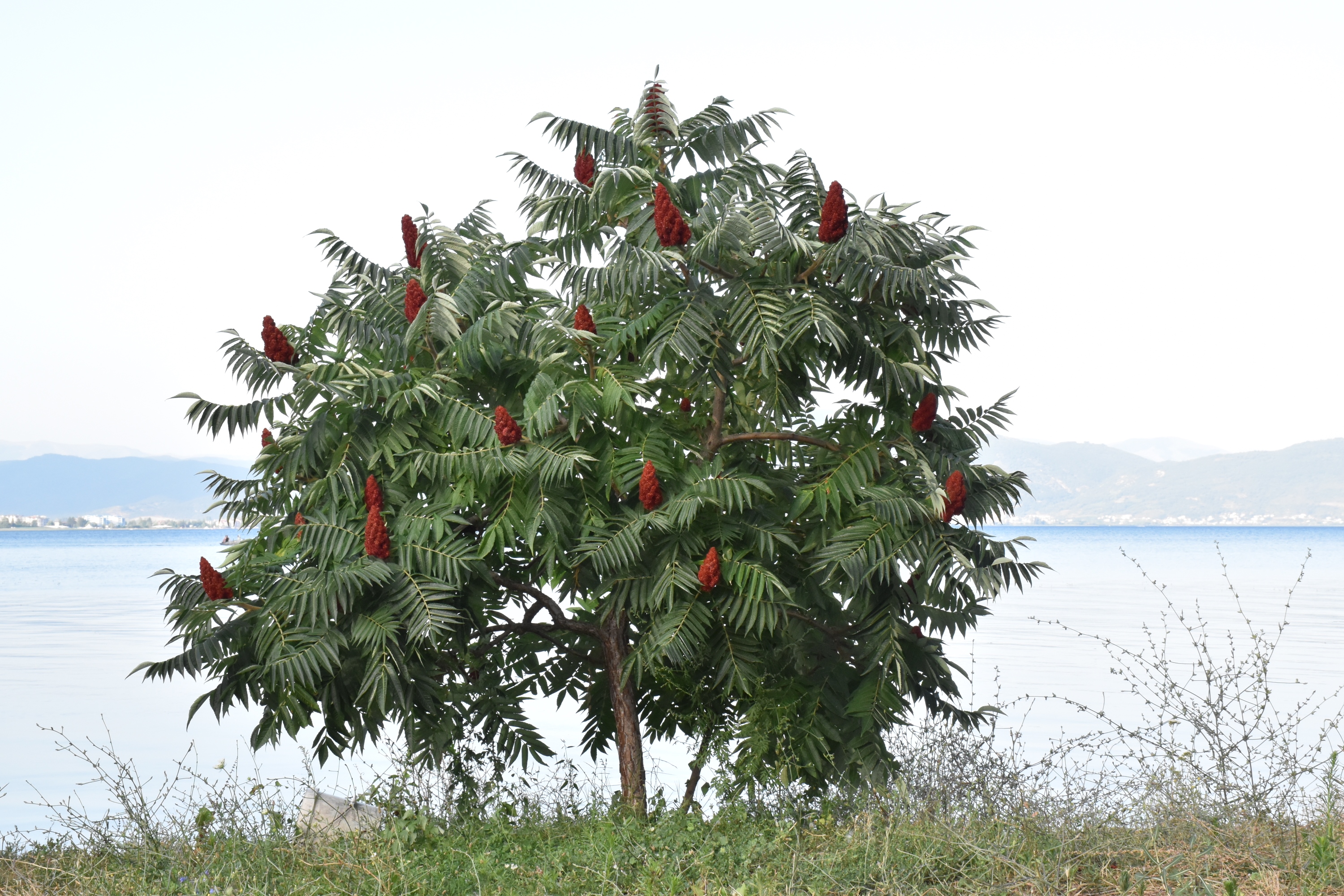 Anacardiaceae Rhus typhina