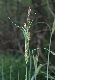 image of Carex 