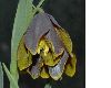 image of Fritillaria pinardii