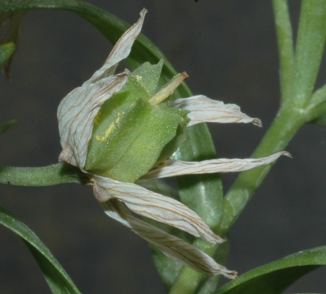 Liliaceae Fritillaria bucharica